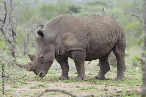 Rhinoceros stands in African plains