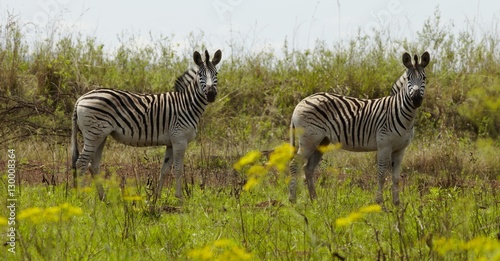 Two Zebras stand in the African plains