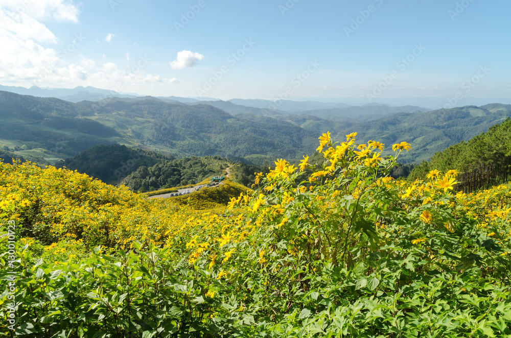 Tung Bua Tong in Thai language at Mae Hong Son Thailand,Beautiful yellow flower on hill