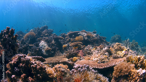 Fototapeta Naklejka Na Ścianę i Meble -  Colorful coral reef with plenty fish.