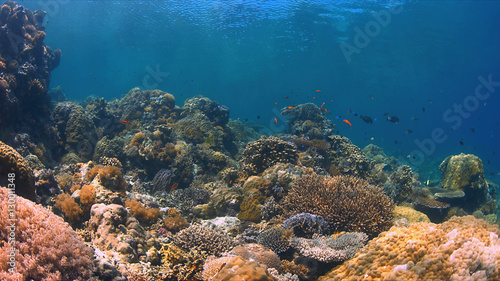 Fototapeta Naklejka Na Ścianę i Meble -  Colorful coral reef with plenty fish.