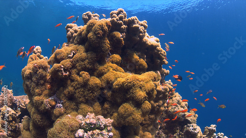 Colorful coral reef with Anthias and Damselfishes.