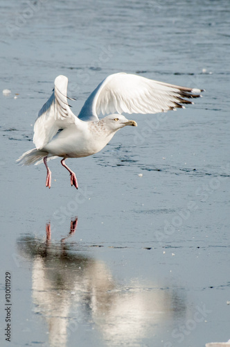 Seagull