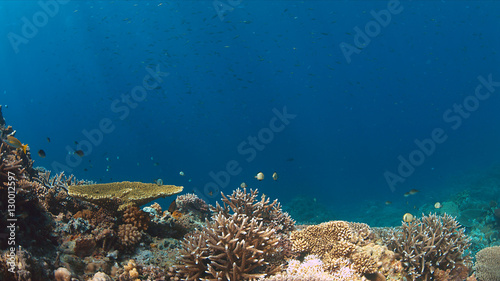 Colorful coral reef with healthy hard corals.