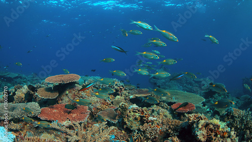 Colorful coral reef with healthy hard corals and plenty fish. © sabangvideo