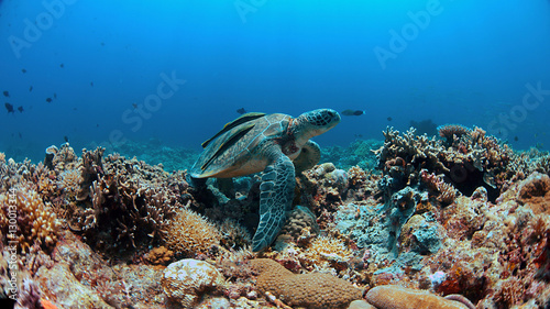 Green Sea turtle with two Sharksuckers on a colorful coral reef.