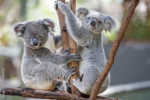 Two koalas (Phascolarctos Cinereous) playing on a tree, Lone Pine Koala Sanctuary, Brisbane, Queensland photo