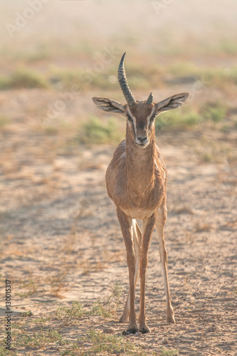 An old male gazelle in the desert during early morning hours. Dubai  UAE.