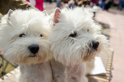 Dog West Highland White Terrie