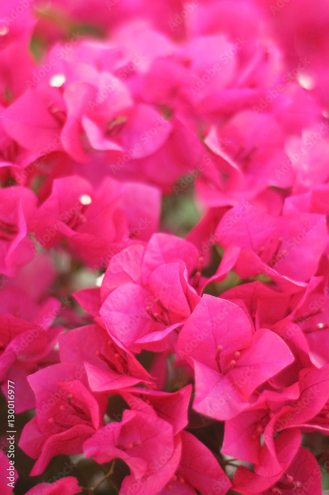 Bouquet of Pink Bougainvillea