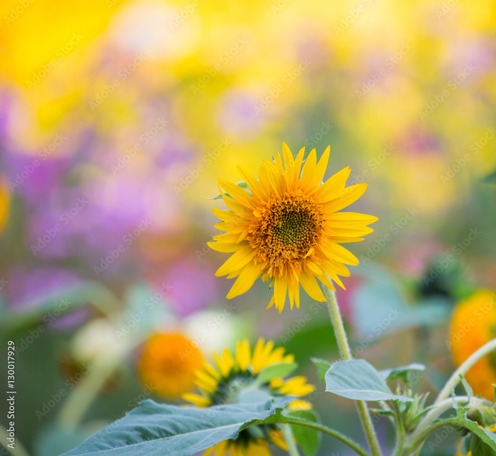 Obraz premium sun flower