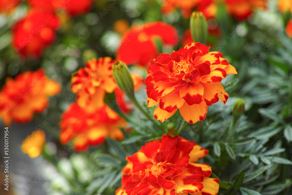 french marigolds flower french marigolds flower