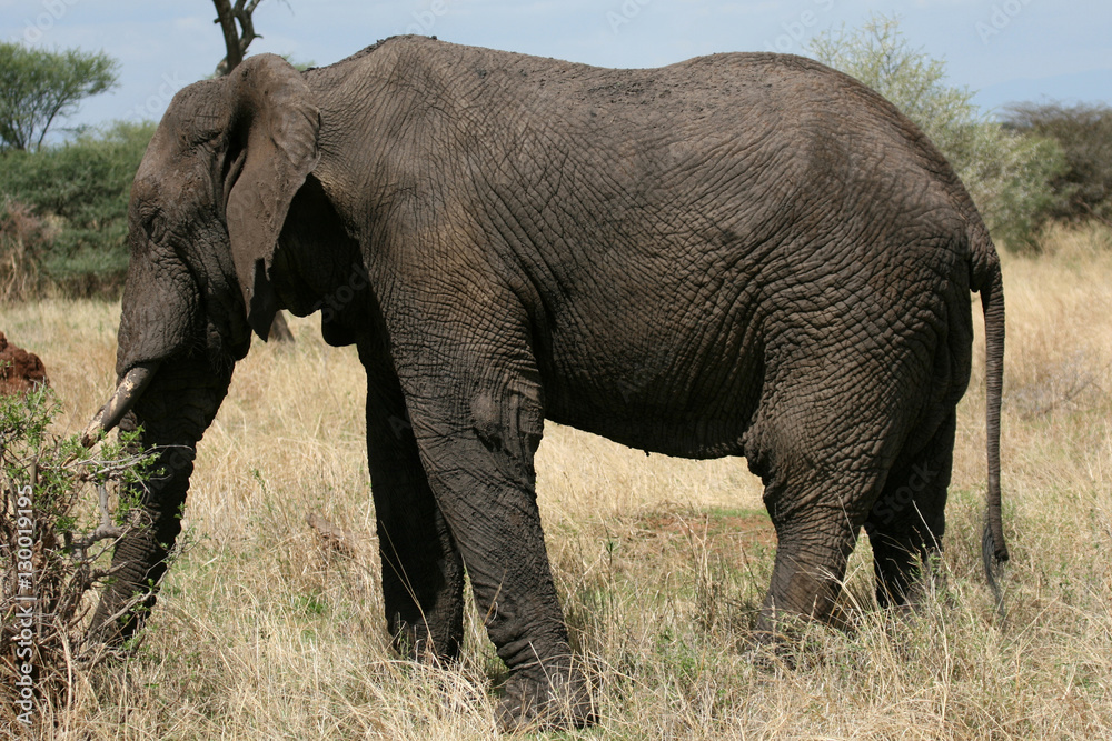 Elephant. Tanzania, Africa