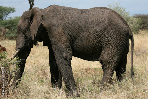 Elephant. Tanzania  Africa