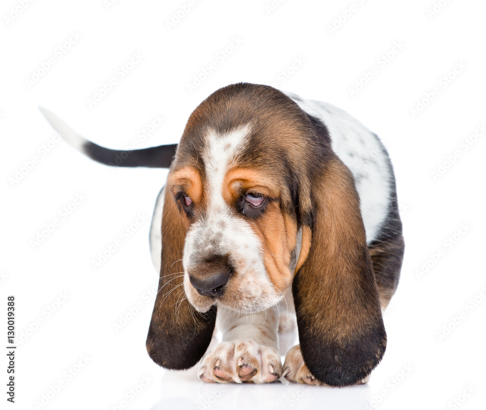 Portrait young basset hound puppy standing in front view. isolated