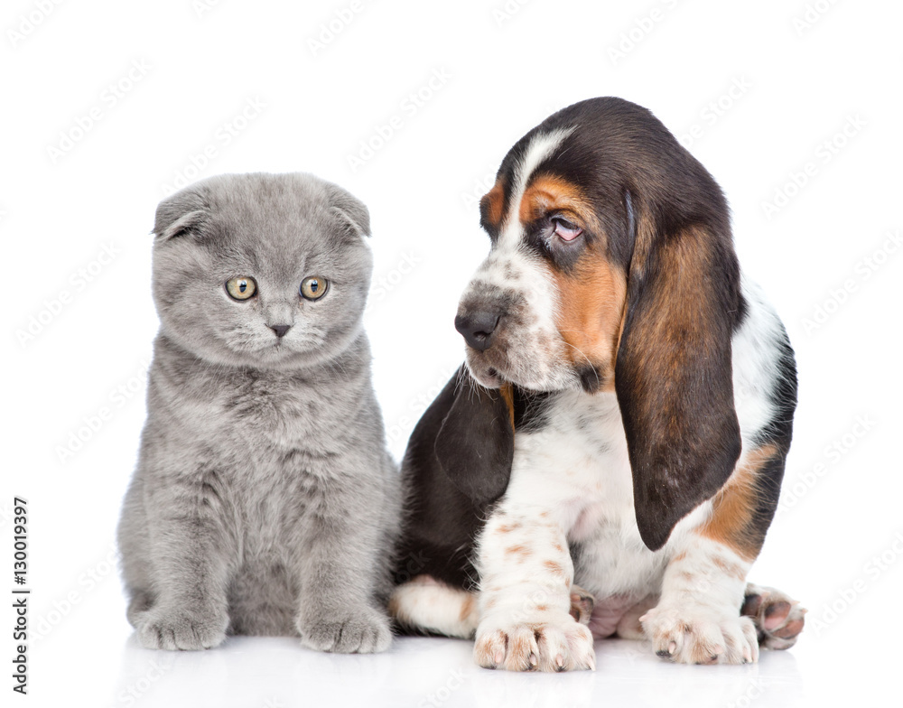Gray kitten sitting with basset hound puppy. isolated on white 