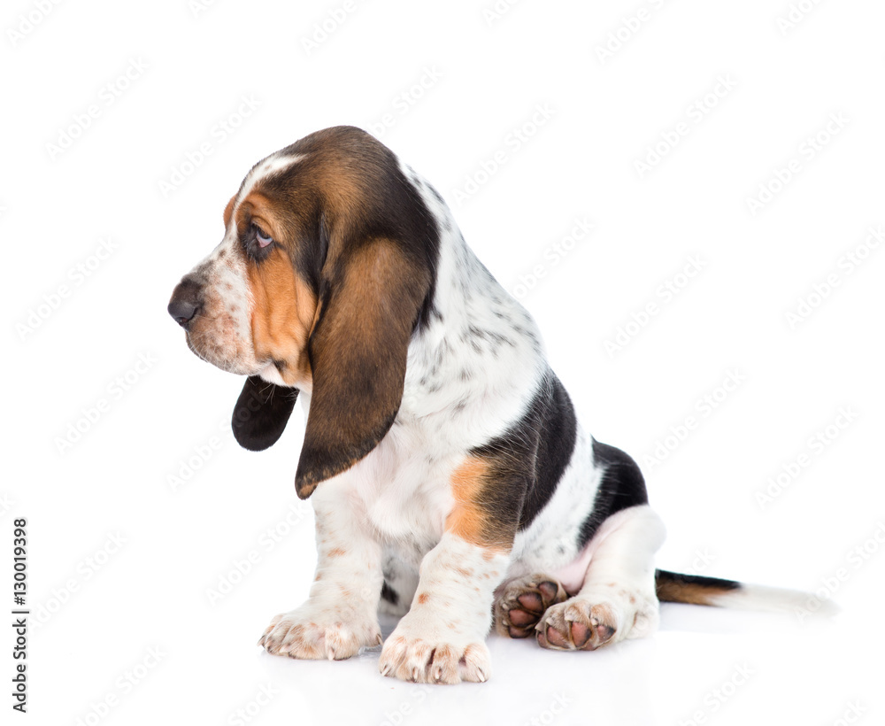 Tiny basset hound puppy sitting in profile. isolated on white 