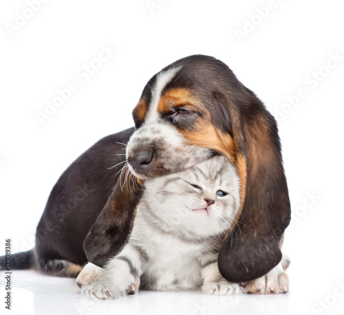 Fototapeta Naklejka Na Ścianę i Meble -  basset hound puppy biting tiny kitten. isolated on white background