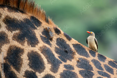 Photography Giraffe and Oxpecker Bird -  Tanzania, Africa