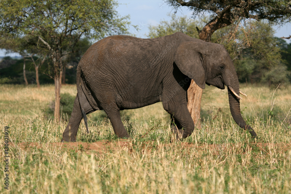 Fototapeta premium Elephant. Tanzania, Africa