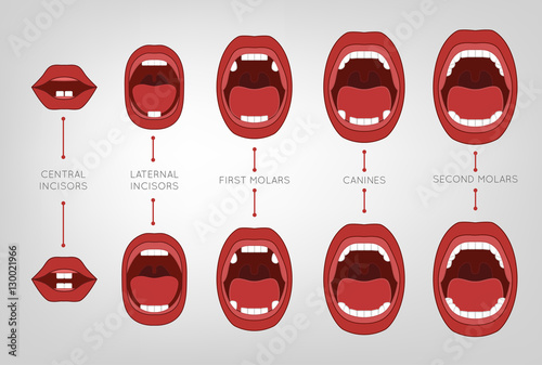 Baby First Teeth Chart