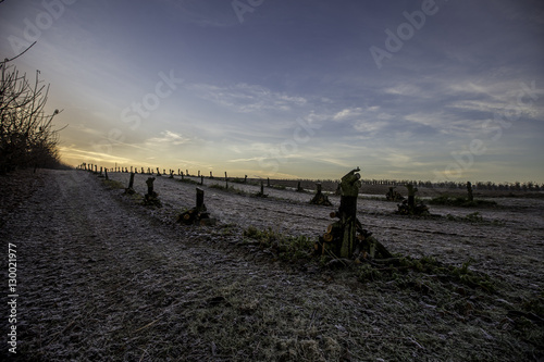 Baumstümpfe im Sonnenaufgang über einem Feld im Winter