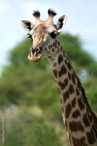 Giraffe - Tarangire National Park. Tanzania  Africa