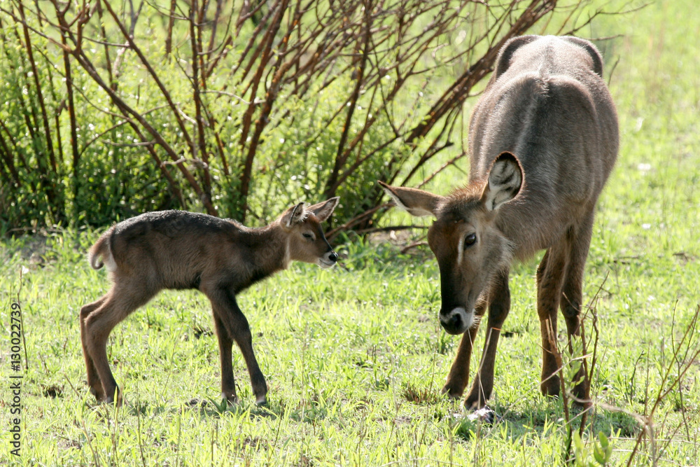Newborn Impala -  Tanzania, Africa