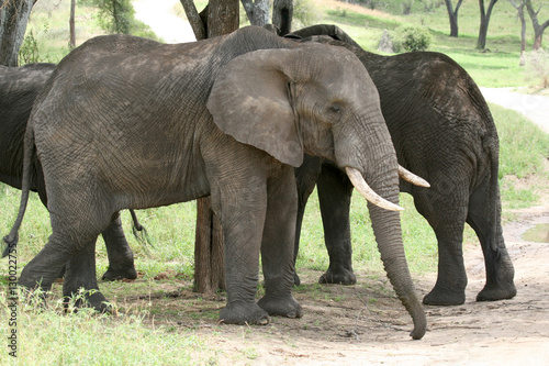 Elephant. Tanzania, Africa