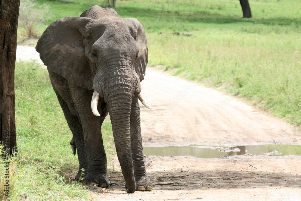 Obraz premium Elephant. Tanzania, Africa