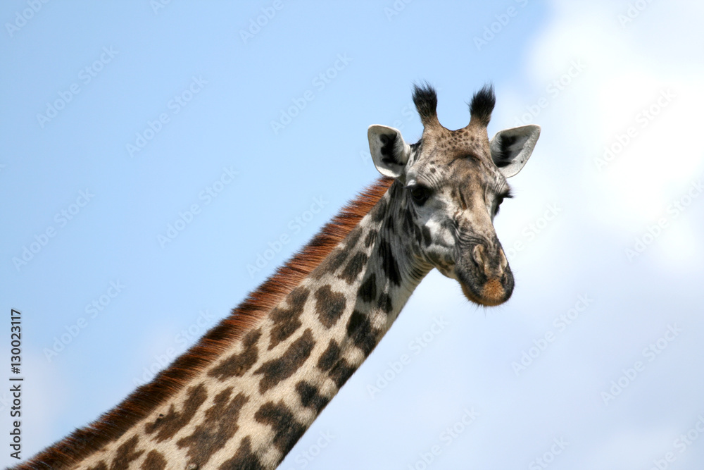 Giraffe - Tarangire National Park. Tanzania, Africa