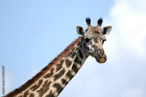 Fototapeta Naklejka Na Ścianę i Meble -  Giraffe - Tarangire National Park. Tanzania, Africa