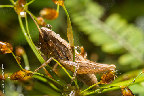 Grasshopper on nature leaves as background