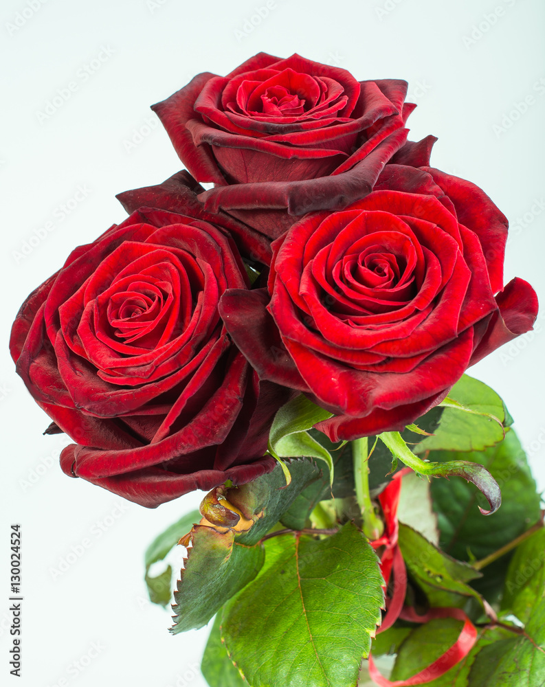 Fototapeta premium Rose beauty