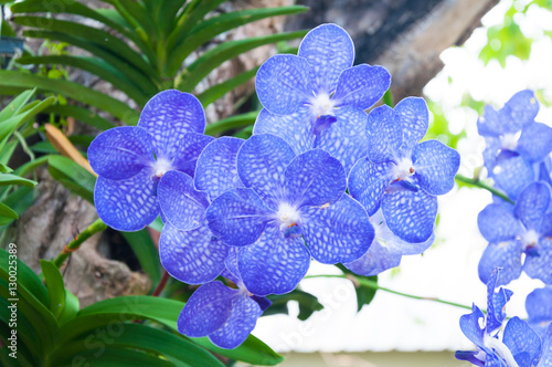 Quadro su tela Beautiful orchid flowers blue Hybrid Vanda are blooming in the garden
