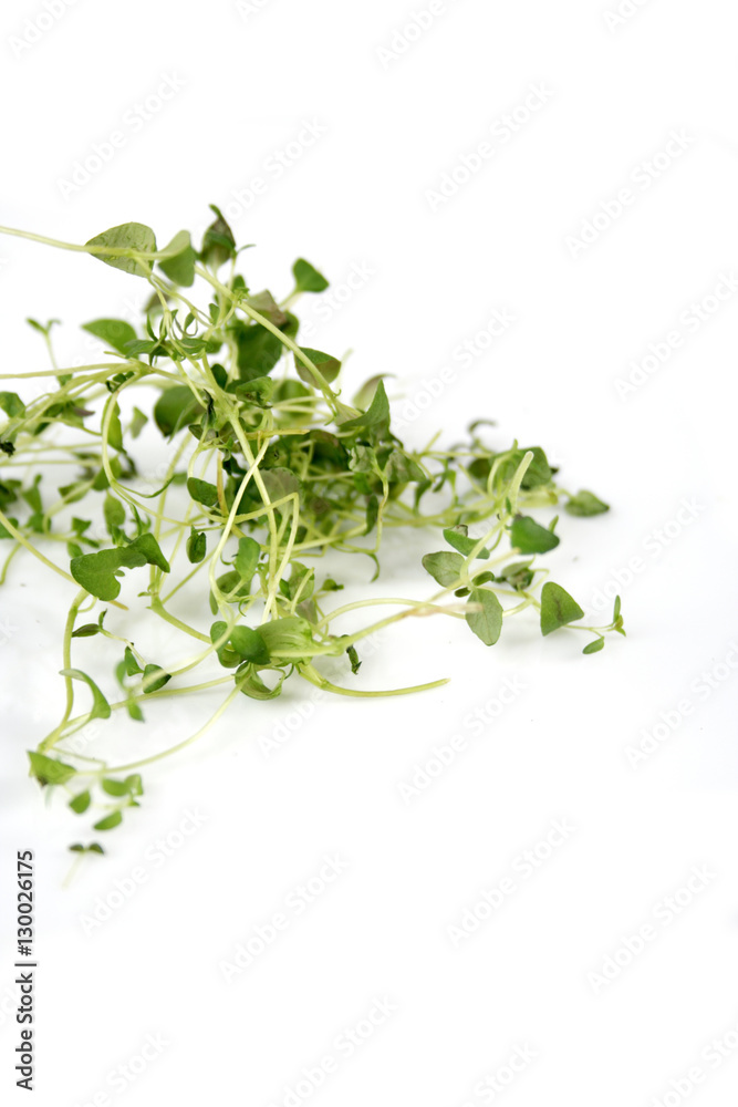 Close up of fresh thyme Close up of fresh thyme