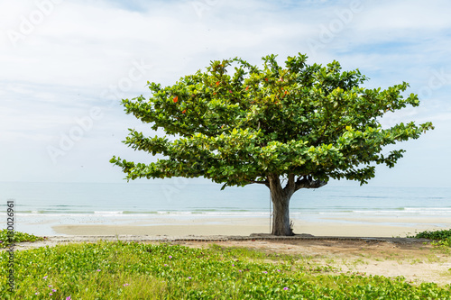 Leinwand Poster Beach almond tree
