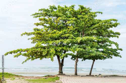 Beach almond tree