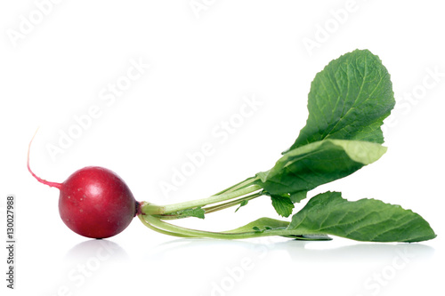 Studio shot of raddish on white background