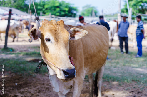 cow in livestock market at subburb in chiangmai Thailand photo