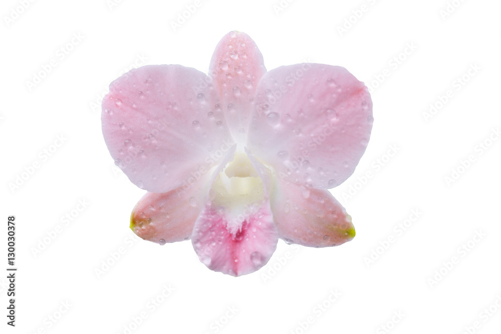 orchid isolate on white background.
