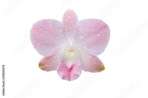 Fototapeta Naklejka Na Ścianę i Meble -  orchid isolate on white background.