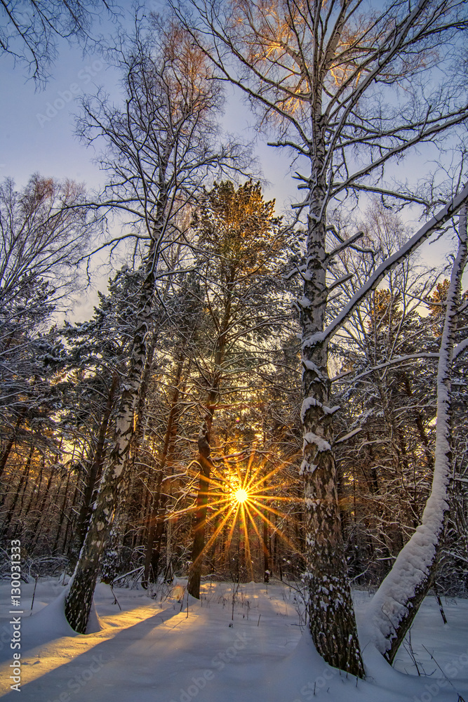 Vertical background with winter forest and sun behind trees
