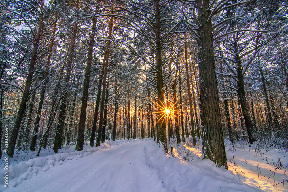 horizontal background with winter forest, sun behind trees and s