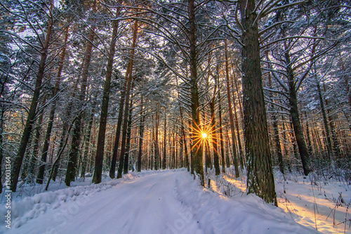 Obraz na płótnie horizontal background with winter forest, sun behind trees and s w salonie