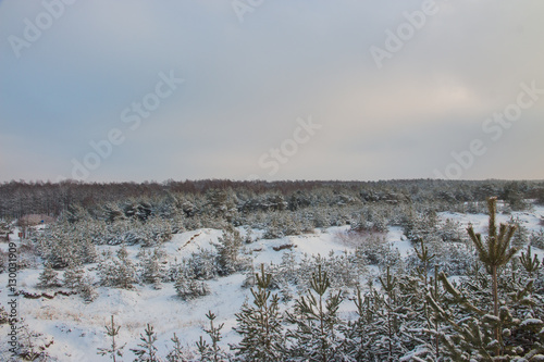 Beautiful landscape. Winter small pines in forest