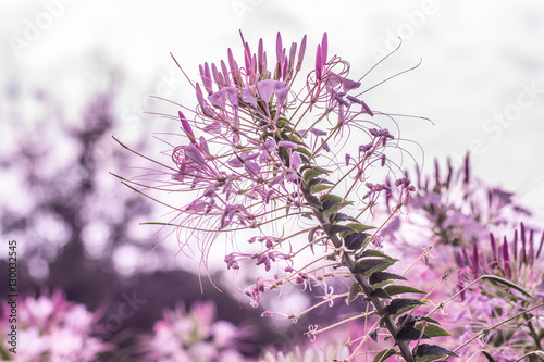 Flowers with evening sun,Cleome flower Cleome hassleriana ,spider flowers, spider plants, spider weeds, soft focus