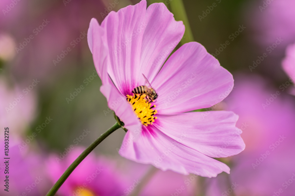 A bee collecting nectar from purple cosmos flower, A bee collecting nectar from purple cosmos flower,