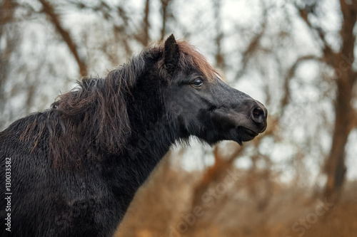 Little black Shetland pony