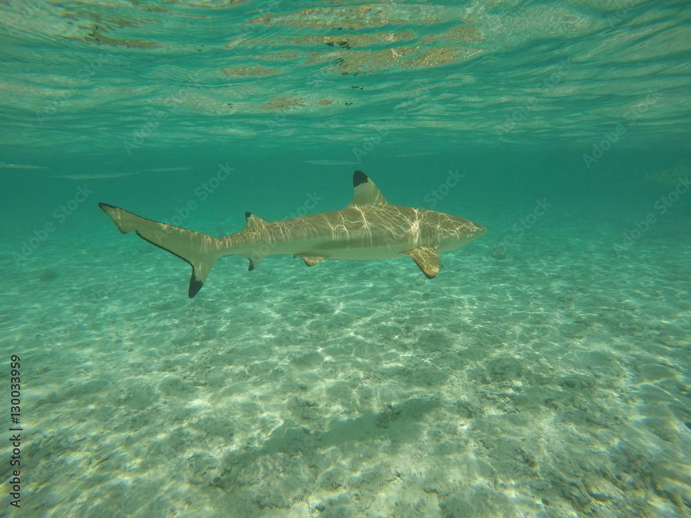Fototapeta premium requin - bora bora